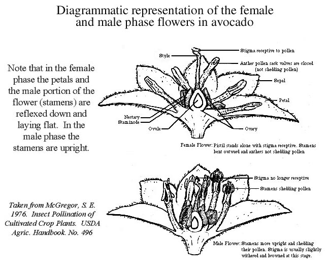 Illustration of an Avocado Flower