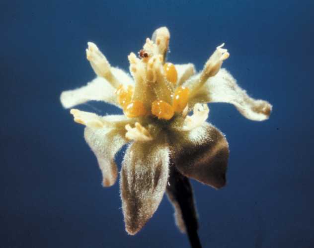 Stage II (Male) Flower