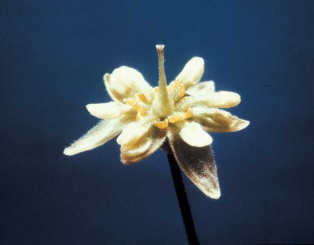 Stage I (Female) Flower