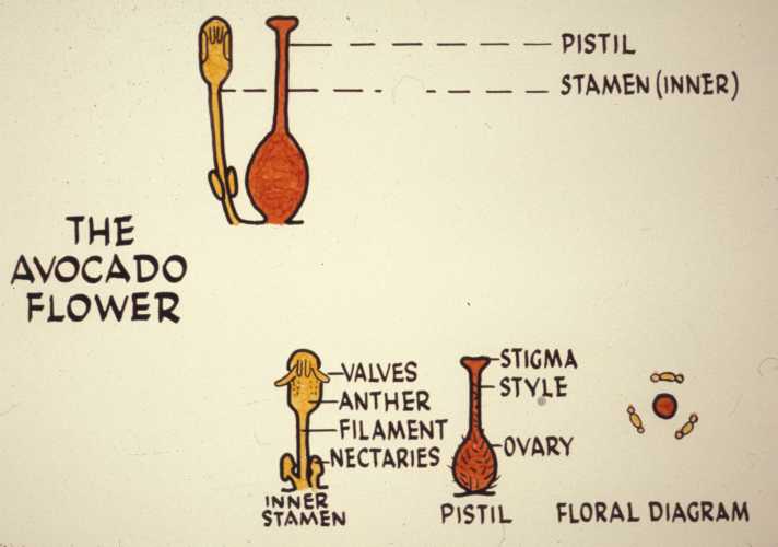 Avocado Flower Structure - Pistil, Inner Stamens