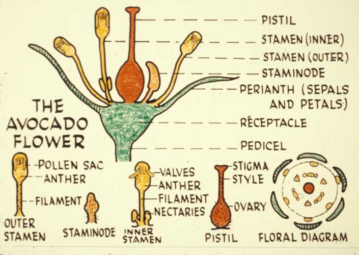 Avocado Flower Structure - Entire Flower