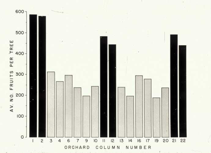 Pollinizer Effects on Yield (avg # fruit per tree)