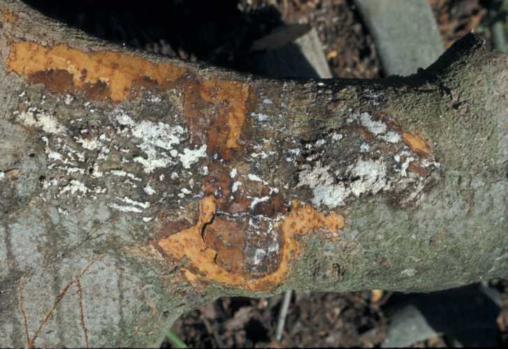 Black Streak Symptoms -Bark