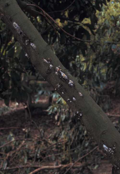 Black Streak Symtpoms - Hass scaffold branch