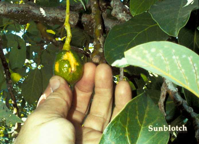 Sunblotch Fruit Symptoms