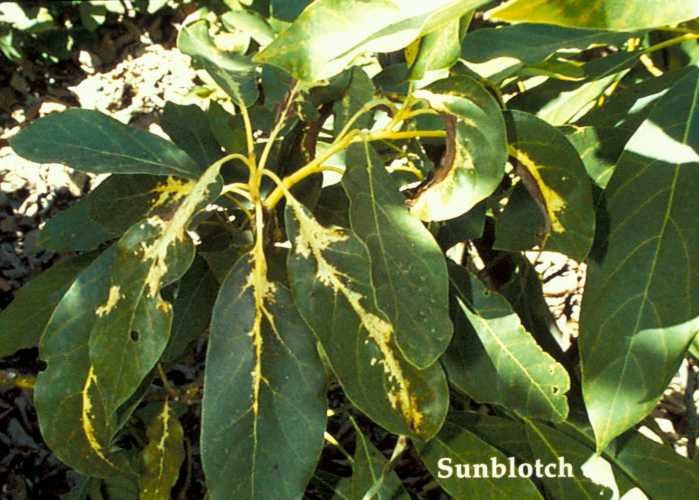 Sunblotch Leaf Symptoms