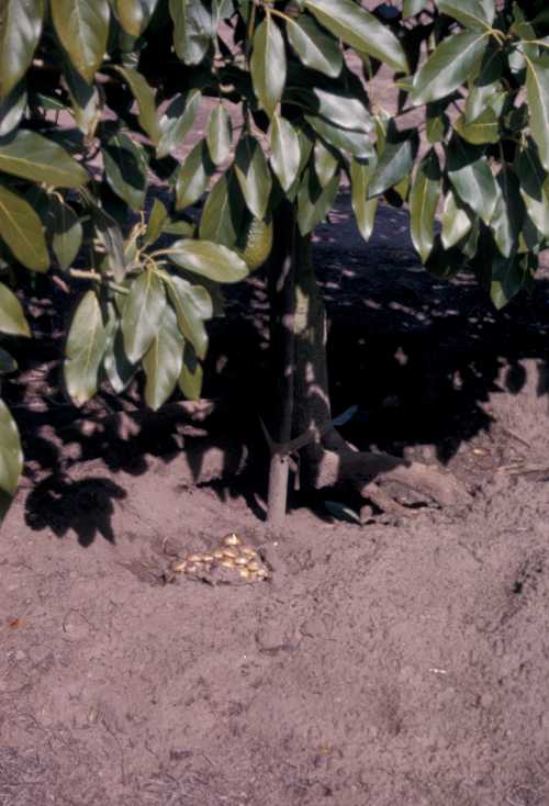 Armillaria on Hass Avocado