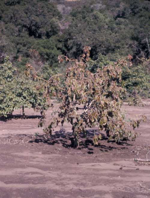 Armillaria on Hass Avocado - Tree collapse