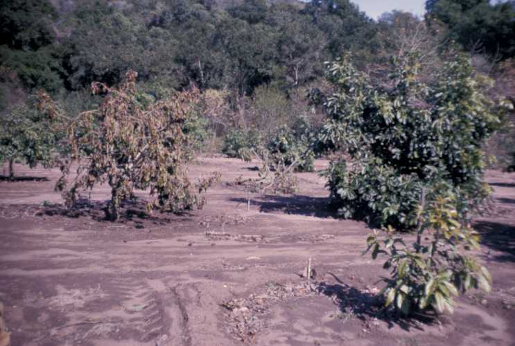 Armillaria damage throughout Hass grove