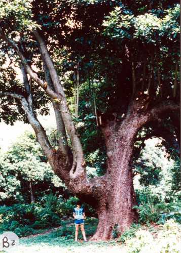 Persea americana var. drymifolia