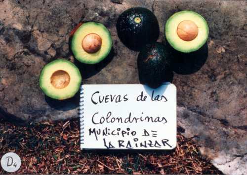 Persea americana var. guatemalensis