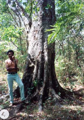 Persea americana