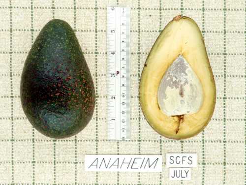 Anaheim Cultivar