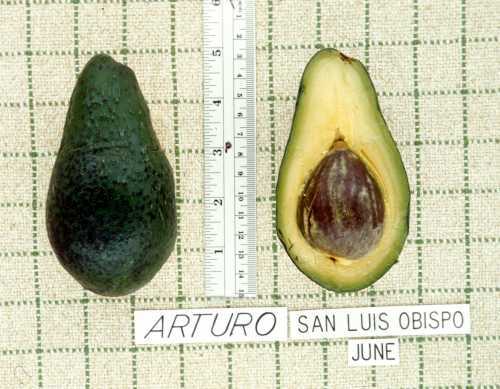 Arturo Cultivar