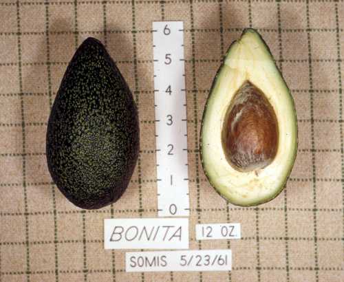 Bonita Cultivar