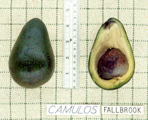 Camulos Cultivar