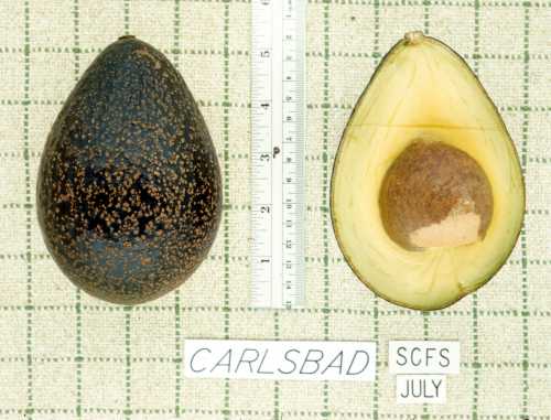 Carlsbad Cultivar