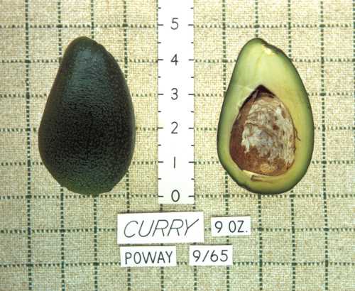 Curry Cultivar