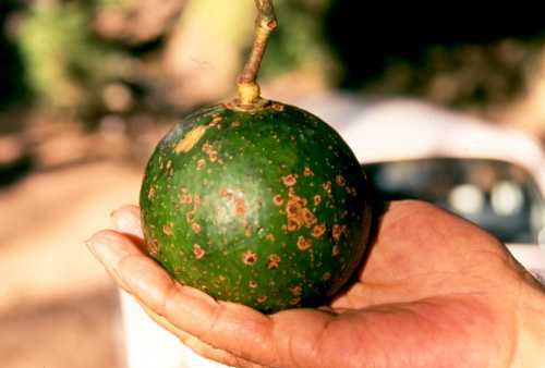 Unknown Persea species from Chiapas, MX