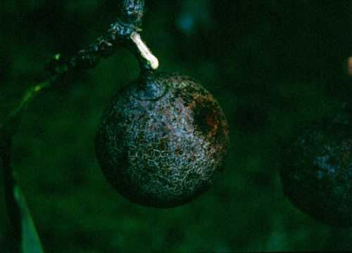 Unknown Persea species from Costa Rica