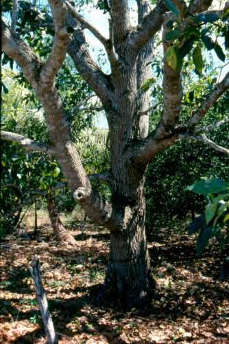 Persea americana var. americana