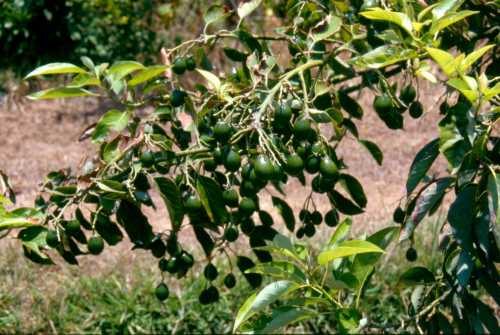 Unknown Persea americana type