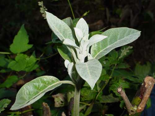 Unknown Persea species from Chiapas, MX