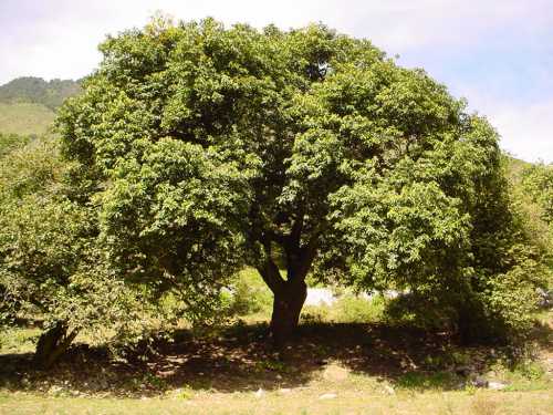 Persea americana var. drymifolia