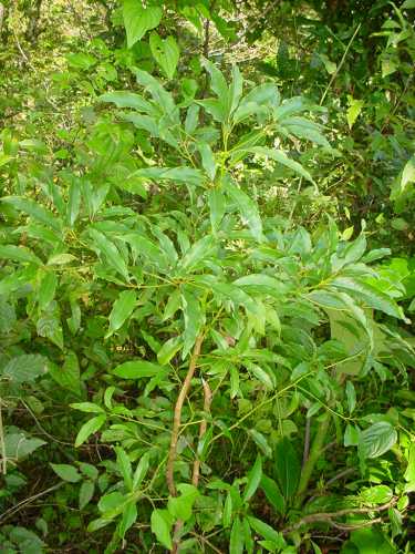 Pesea parvifolia