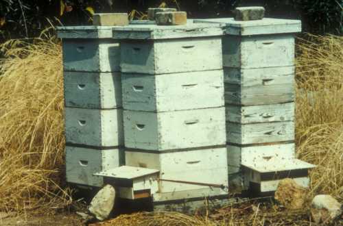 Pollen trap attached to bee hive