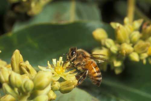 European honey bee visiting a male phase avocado flower