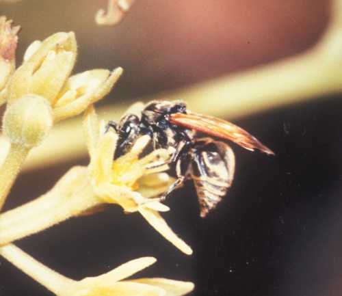 Mexican Honey wasp