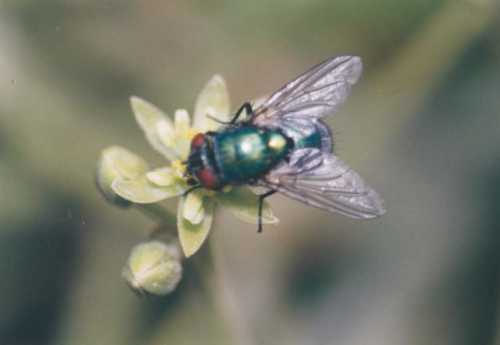 Caliphoridae