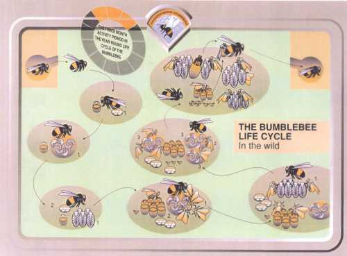 Bumblebee Life Cycle
