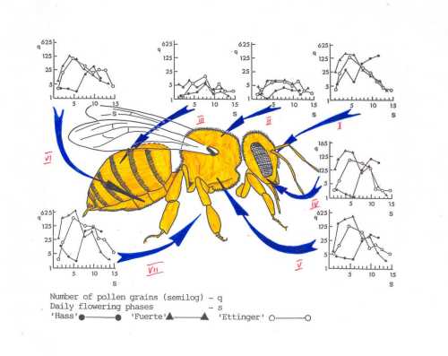 honeybee diagram