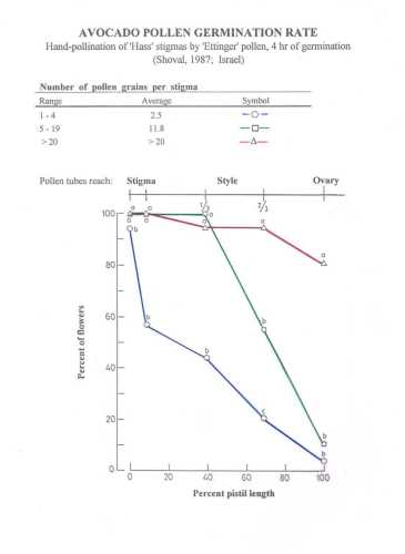 Pollen tube growth as a function of the number of pollen grains on the stigma (Ettinger pollen on Hass)