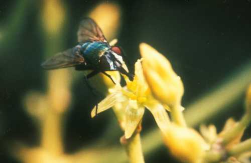 Male stage avocado flower being visited by a fly (Calliphoridae)