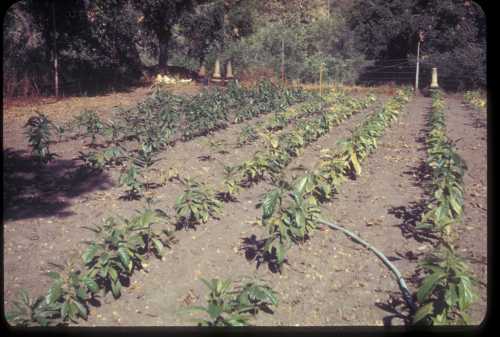 Symptoms of Iron Chlorosis