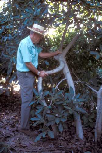 Inarched Duke seedling to control Avocado Root Rot (Phytophthora cinnamomi)