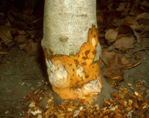 Collar Rot (Phytophthora citricola)  wood staining