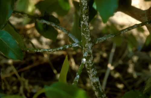 False chinch bug  damaged branch