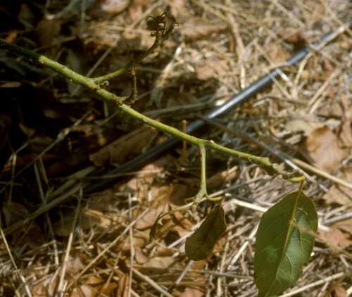 False chinch bug  damaged branch