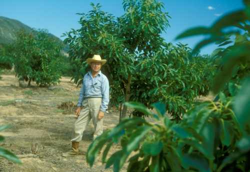 Avocado replants in Phytophthora cinnamomi area