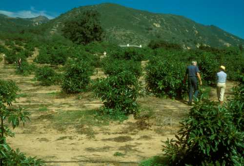 Avocado replants in Phytophthora cinnamomi area