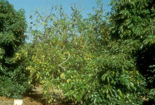 Collar rot (Phytophthora citricola)  declining tree