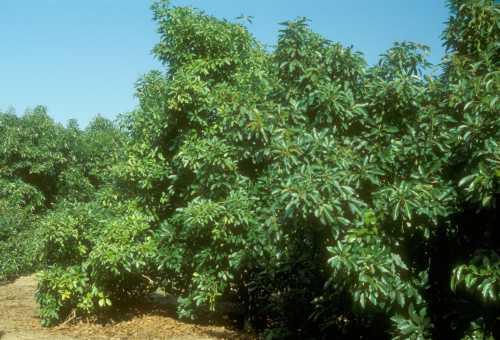 Collar rot (Phytophthora citricola)  declining tree