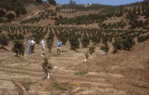 Phytophthora cinnamomi (avocado root rot) replant trial