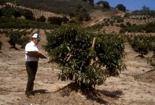 Phytophthora cinnamomi (avocado root rot) replant trial