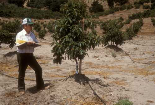 Phytophthora cinnamomi (avocado root rot) replant trial