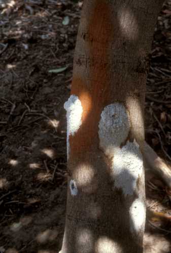 Phytophthora cinnamomi (avocado root rot) injection wounds